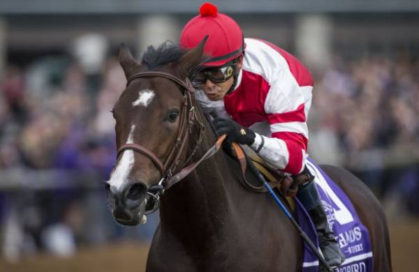 Songbird Wins Ogden Phipps: What’s Next for Her?