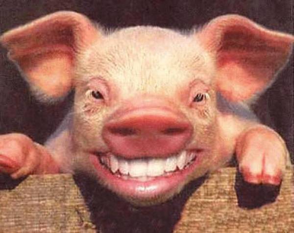 Spending Bill Pork Spending Bill Pork