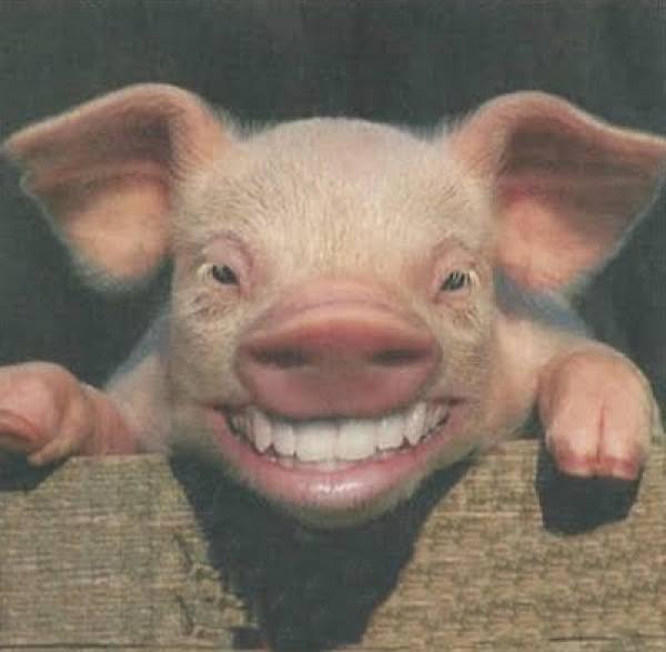 Swine Flu Swine Flu