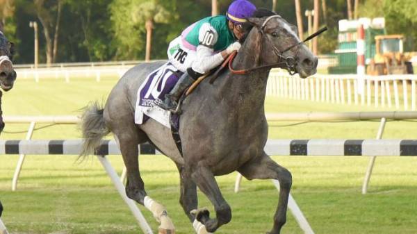 Tacitus Payout Odds to Win Breeders Cup Classic 
