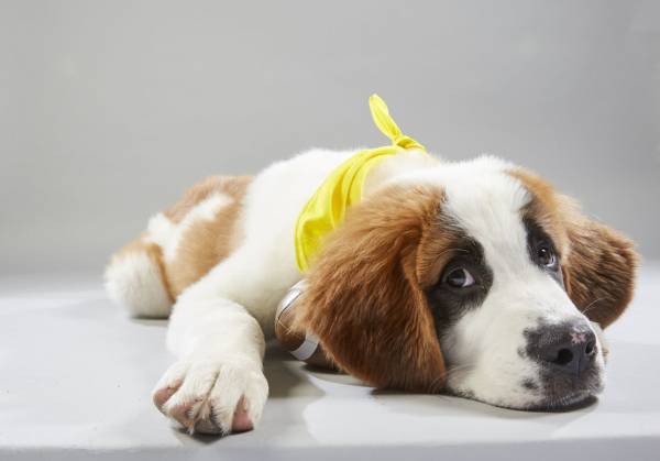 Puppy Bowl Betting Back on at Super Bowl 54 With Team Fluff the Favorite