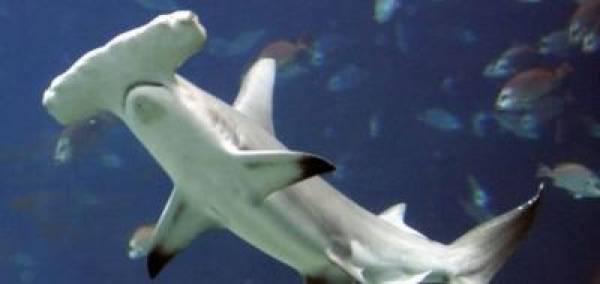 Tom Dwan Endangered Fish Tom Dwan Endangered Fish Aussie Millions