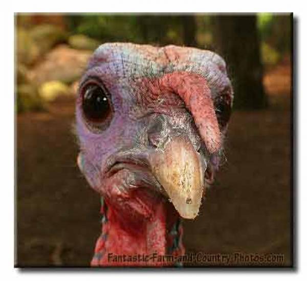 Thanksgiving NFL Games Thanksgiving NFL Games