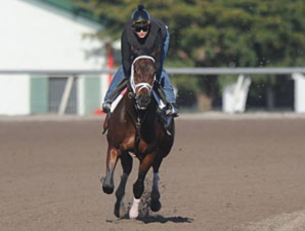 Breeders Cup 2011 Contenders