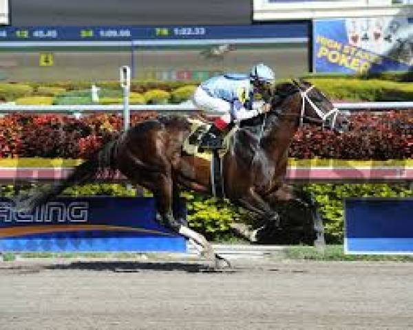 Verrazano Odds to Win 2013 Kentucky Derby Verrazano Odds to Win 2013 Kentucky Derby