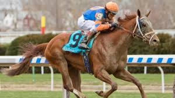 Vino Rosso Odds to Win This Year's Kentucky Derby 