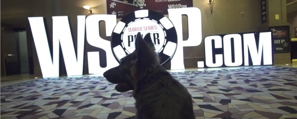 Dog Plays at 2017 WSOP 