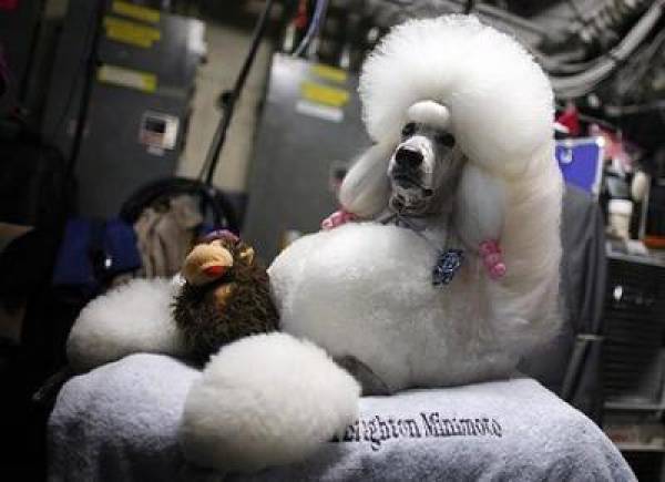 2009 Westminster Dog Show Odds