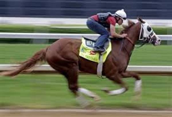 Will Take Charge Preakness Odds 