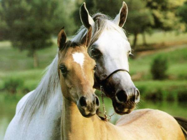 William Hill Warns That Greyhounds and Horses May Need to be Slaughtered William Hill Warns That Greyhounds and Horses May Need to be Slaughtered