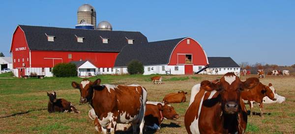 Where Can I Bet the Preakness Stakes Online From Wisconsin? 