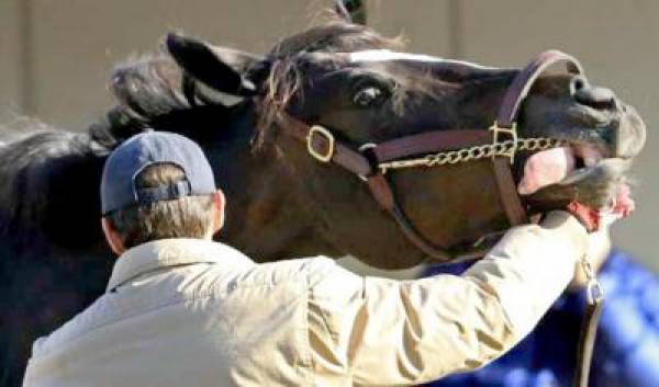 Odds to Win the 2010 Breeders’ Cup