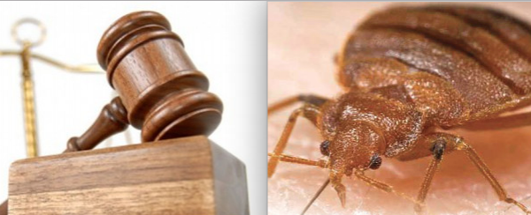 Woman Who Found Bed Bug in MGM Hotel Room Hires Attorney