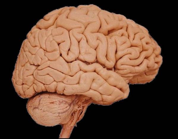Brain Part That Causes Gambling Addiction Found Brain Part That Causes Gambling Addiction Found