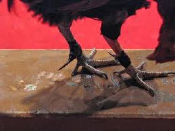 3000 Birds Seized, 9 Arrested in Biggest Cock Fighting Gambling Bust Even in NY 3000 Birds Seized, 9 Arrested in Biggest Cock Fighting Gambling Bust Even in NY