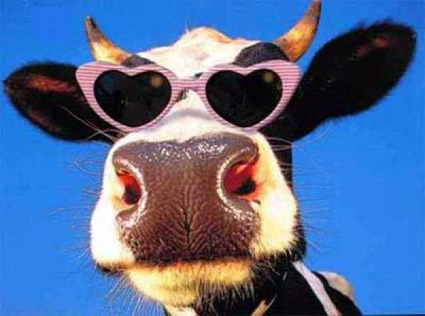 Moooovelous: Cattle Rancher Wins $245k on Heartland Poker Tour Moooovelous: Cattle Rancher Wins $245k on Heartland Poker Tour