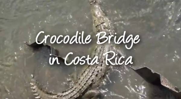 Film ‘Runner, Runner’ Could Help to Make Costa Rica Croc Bridge Famous (Video)