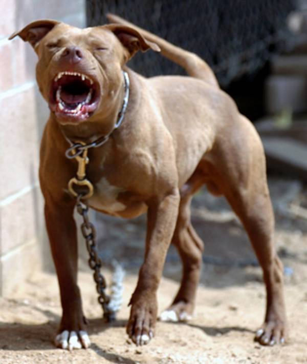 12 Arrested in Multi-State Gambling Dog Fighting Ring 