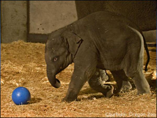 Cristiano Ronaldo Elephant Thong