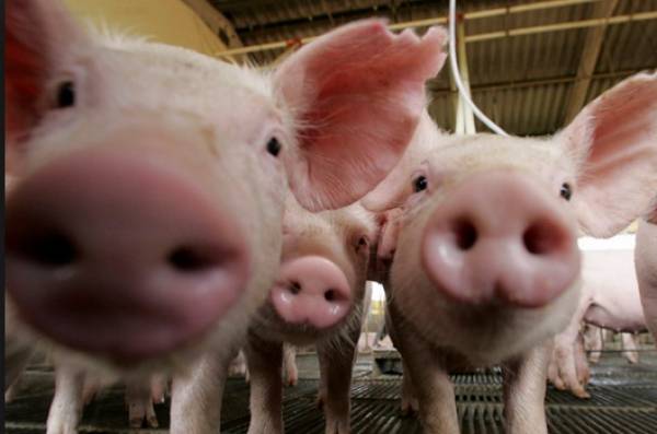 Legalized Internet Gambling Will Hurt Farmers Legalized Internet Gambling Will Hurt Farmers