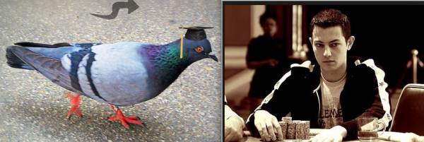 Study Finds Gamblers Brains Are Similar to Those of Pigeons Study Finds Gamblers Brains Are Similar to Those of Pigeons