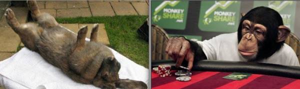 Government Waste: Taxpayers Paid for Gambling Monkeys, Rabbit Massages