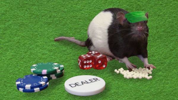 Gambling Rats Reveal Nerve Cells Which May Control Risk-Taking Behaviour