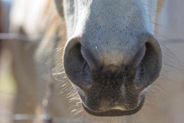 Horse Racing Shuts Down in UK Amidst Influenza Outbreak