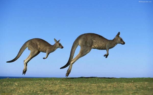 Hop to it: Australian Authority Wants Online Gambling Payments Made Instantly