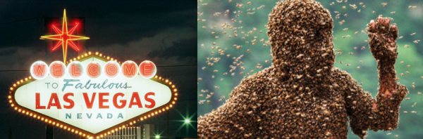 African Killer Bees Invade Vegas