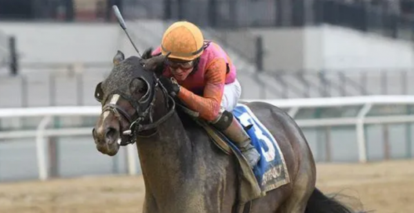 What Will Max Player Pay Out to Win the Belmont Stakes 