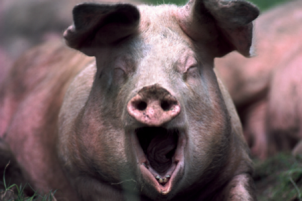 Mobster was Left to be Eaten Alive by Ravenous Pigs Mobster was Left to be Eaten Alive by Ravenous Pigs