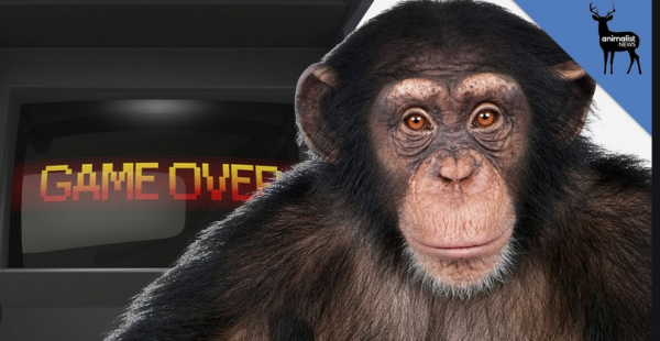 Elon Musk Succesfully Wires Chip Into Monkey's Brain So He Can Play Video Games