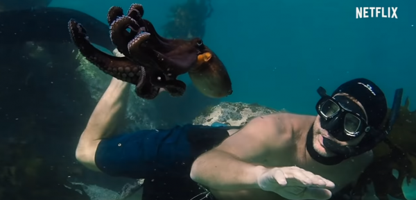 Oscar Payout Odds 2021 Best Documentary Feature, Short - My Octopus Teacher
