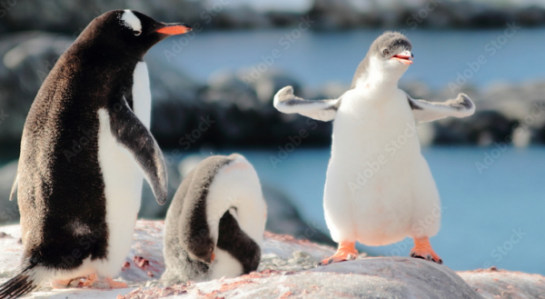 Three penguins on ice