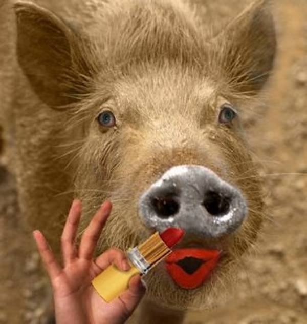 Lipstick on a pig