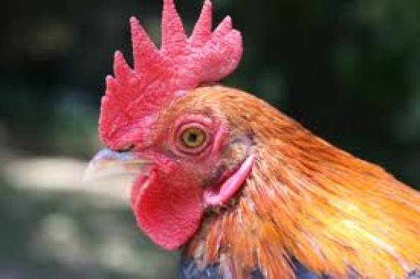 Romanian Princess Runs Afoul of Law in Cock Fighting Arrest: Pleads Not Guilty Romanian Princess Runs Afoul of Law in Cock Fighting Arrest: Pleads Not Guilty