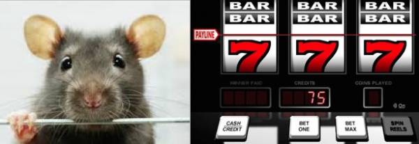 ‘Rat Casino’ Shows Rodents are Riskier Gamblers