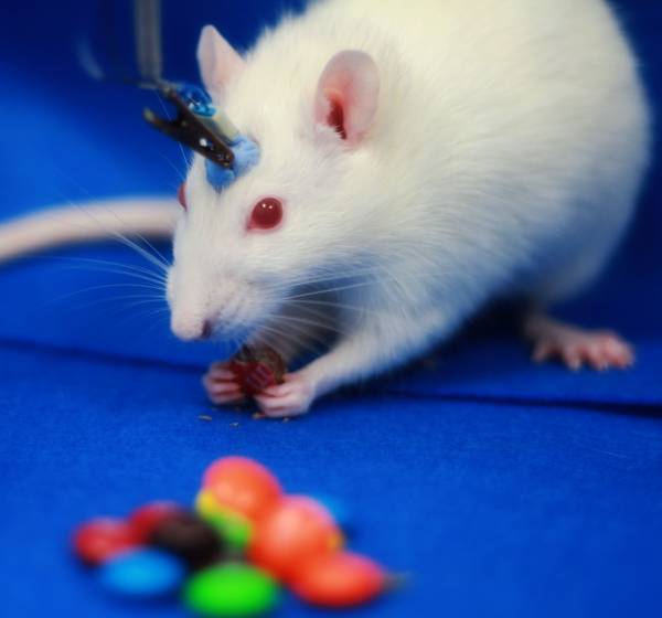 Rats Could Provide Breakthrough for Curing Gambling Addiction