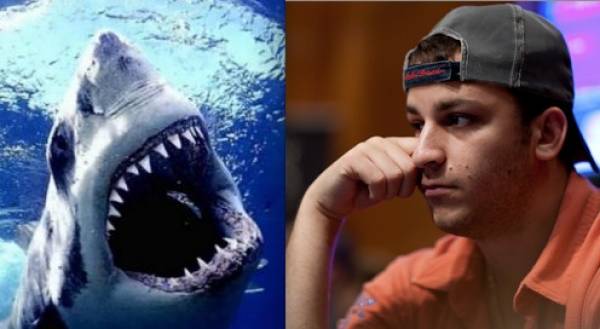 Poker Pro Sorel Mizzi to Swim in Shark-Infested Waters as Part of Prop Bet