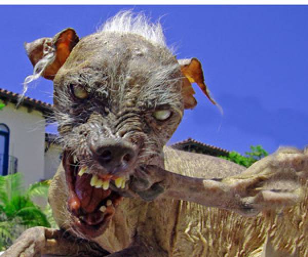 Gary Johnson’s Neighbor’s Dog