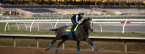 2017 Breeders Cup Classic Afternoon Odds 2017 Breeders Cup Classic Afternoon Odds