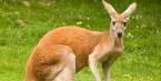 Where Can I Watch, Bet the Eurovision Final From Australia Where Can I Watch, Bet the Eurovision Final From Australia