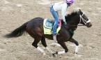 Bravazo Post Position Chances of Winning the Kentucky Derby Bravazo Post Position Chances of Winning the Kentucky Derby