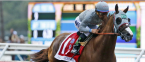 California Chrome Best Payout Odds 2016 Breeders Cup Classic