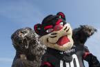 Cincinnati vs Notre Dame College Football Picks - NCAA Football Odds Cincinnati vs Notre Dame College Football Picks - NCAA Football Odds