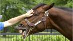 Why Classic Empire Preakness Odds on the Rise Why Classic Empire Preakness Odds on the Rise