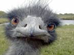 Can't Access Emu Casino From Australia Can't Access Emu Casino From Australia