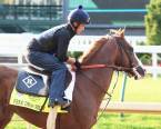 Free Drop Billy Payout Odds 2018 Kentucky Derby Free Drop Billy Payout Odds 2018 Kentucky Derby