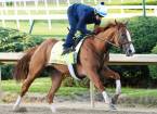 Odds on Good Magic Winning This Year's Kentucky Derby Odds on Good Magic Winning This Year's Kentucky Derby